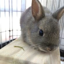 見つかった！！逃げろ～そんなタイプ　ネザーランドドワーフラビット（ブルーオター）