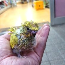 良い巻きっぷりです！！羽衣セキセイインコ。