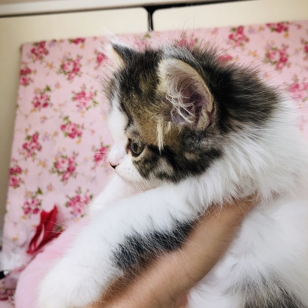 スコティッシュフォールド