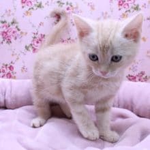 隠れ甘えん坊！アメリカンショートヘアの女のコ 2020.5/8撮影