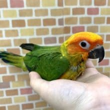 手乗りコガネメキシコインコ  5月24日