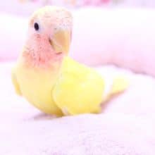 走って寄ってきます！コザクラインコのルチノーカラー 2020.5/23撮影