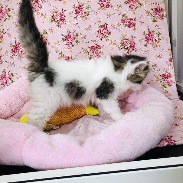 スコティッシュフォールド