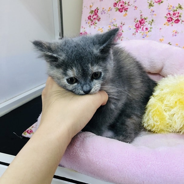 スコティッシュフォールド