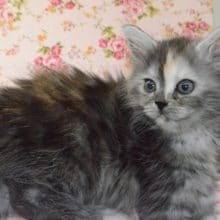 サイベリアンちゃんが入舎しましたよ～♪