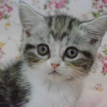 おっとりマイペース♪アメショちゃん💛