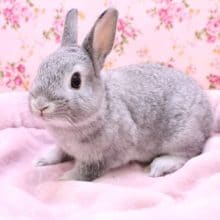 綺麗なグレーです♪ネザーランドドワーフラビット 2020.5/16撮影