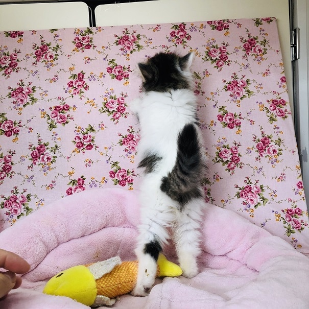 スコティッシュフォールド