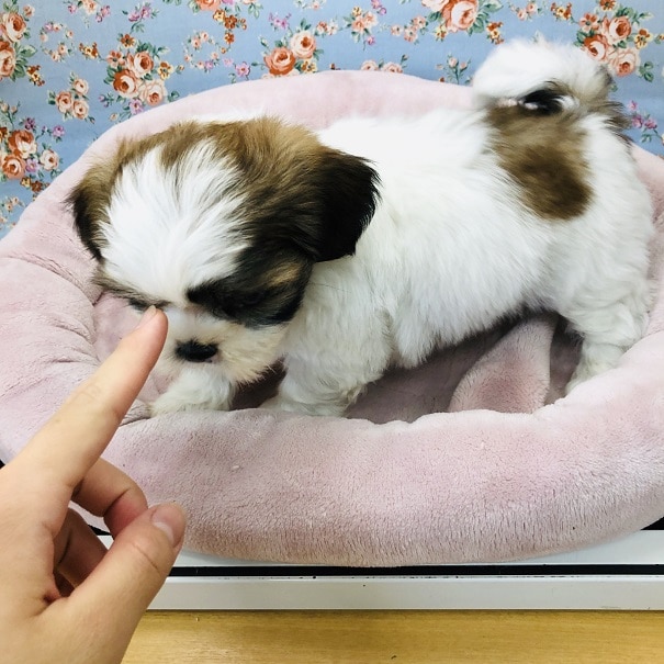 ぶちゃかわ💛シーズーの男の子がきました♪ シーズー