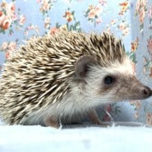 ヨツユビハリネズミ  ノーマル  男の子  5月12日