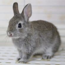 まん丸～　ネザーランドドワーフラビット 2020年05月13日撮影
