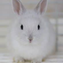 白ーい　ネザーランドドワーフラビット 2020年05月13日撮影