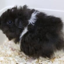 真っ黒～　テディｘテッセルハーフのモルモット2020年05月13日撮影