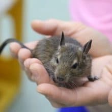 デグー（ノーマル）来たー！！！ 2020年05月13日 撮影　その1