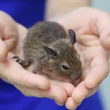 デグー（ノーマル）来たー！！！2020年05月13日 撮影　その２