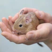 デグーサンド 魅力的なカラー 2020年05月13日撮影