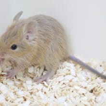 サンド！サンド！サンドデグー！！！2020年05月20日撮影　その1