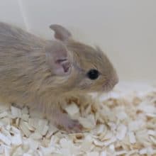 サンド！サンド！サンドデグー　2020年05月20日撮影　その２