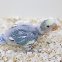 カラフル！小桜インコ（ブルーチェリーパイド）2020年05月20日撮影