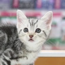 チャーミング～　かわいいアメリカンショートヘア 2020年05月26日撮影