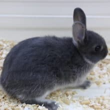 青い！ネザーランドドワーフラビット 2020年05月27日撮影　その2
