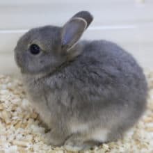 ブルーシルバー・ネザーランドドワーフラビット 2020年05月27日撮影