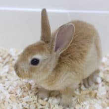 ビロード風の毛並みが気持ちがいい～ミニレッキス 2020年05月27日撮影