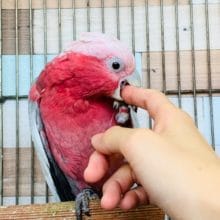アイドル候補生?!モモイロインコ入舎です!!