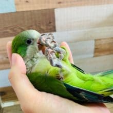 にぎころできちゃうオキナインコさん♪