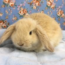 ロップイヤーラビット（クリーム）男の子　２０２０年４月生まれ