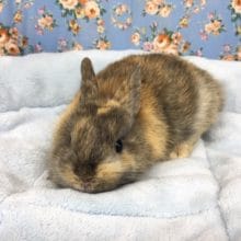 ネザーランドドワーフラビット（黒茶）女の子　２０２０年４月生まれ