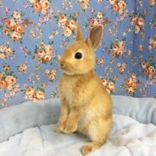 ネザーランドドワーフラビット（オレンジ）男の子　２０２０年４月生まれ