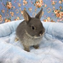 ネザーランドドワーフラビット（ブルー）男の子　２０２０年４月生まれ