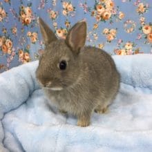 ネザーランドドワーフラビット（オパール）女の子　２０２０年４月生まれ