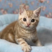 アメリカンショートヘアー　カメオタビー　２０２０年３月４日生まれ