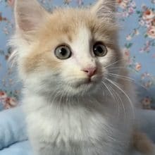 メインクーン　レッドタビー＆ホワイト　２０２０年３月１９日生まれ