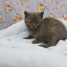 チャームポイントは口元ぷっくり！ブリティッシュショートヘアー・男の子！