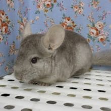 元気いっぱい！好奇心旺盛です！！チンチラ　「ブロンズ」♪