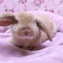 再び！ロップイヤーラビット“オレンジ” 2020.5/3撮影