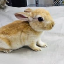 たまらん触り心地のミニレッキス　女の子　入舎！！