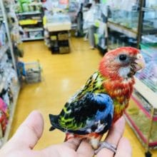 最新画像！！美✨✨　七草インコ　レッド　ヒナ　入舎しました。