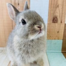 小さいうさぎさん、ドワーフラビット入舎！