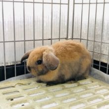 激カワのロップイヤーラビット　男の子