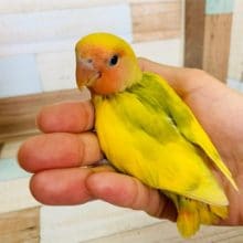 食欲旺盛なコザクラインコさん！！
