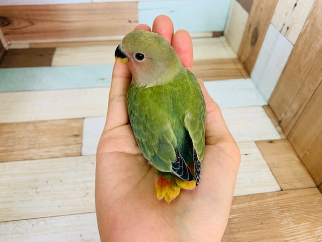 コザクラインコ（小桜インコ）