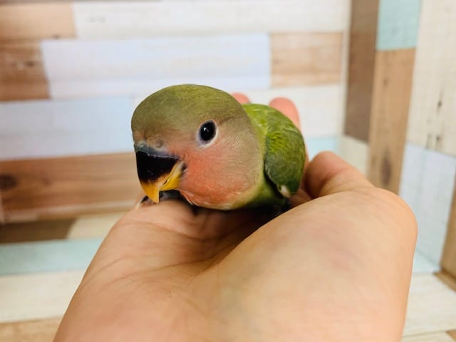 コザクラインコ（小桜インコ）