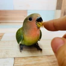 べったりなコザクラインコさんいます♪