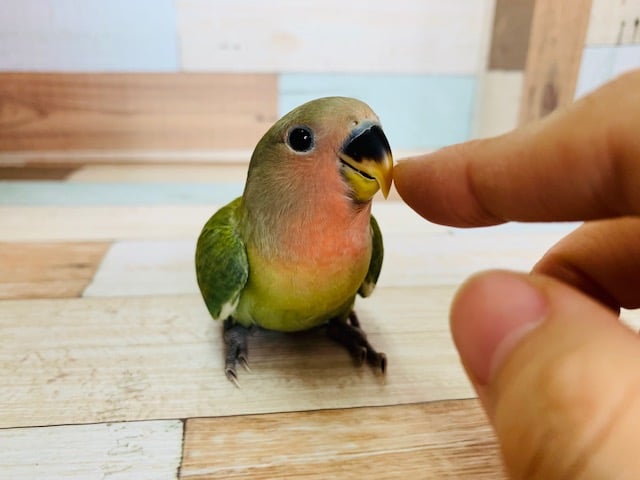 べったりなコザクラインコさんいます♪