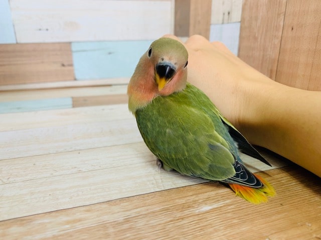 コザクラインコ（小桜インコ）