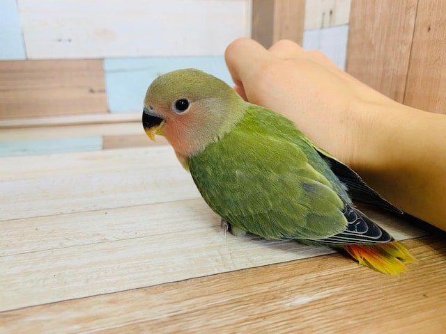 コザクラインコ（小桜インコ）